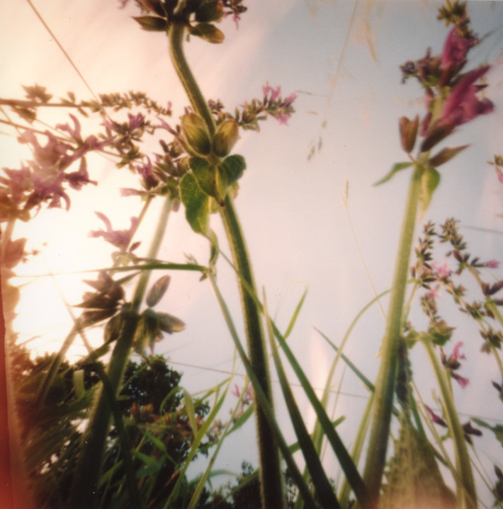 Bild zum Künstler Lydia Wilhelm