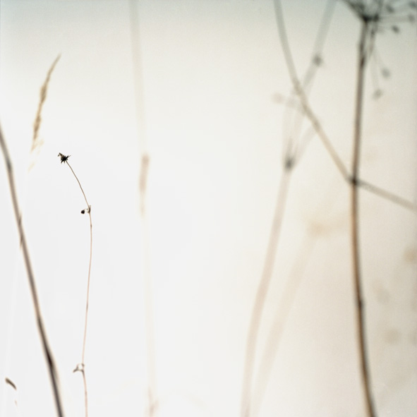 Bild zum Künstler Lydia Wilhelm